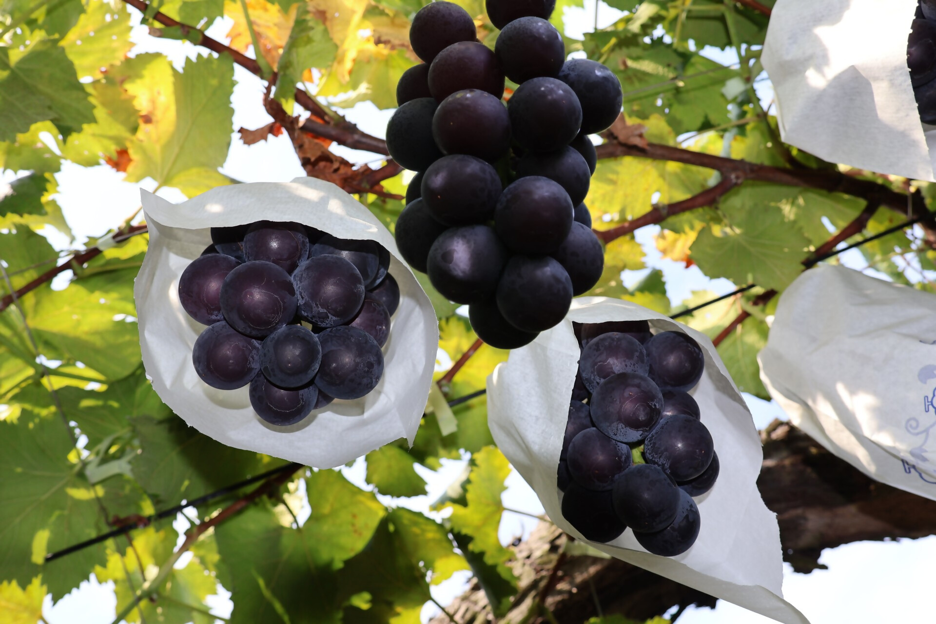 藤沢発祥のぶどう 『藤稔』 ～地元愛と情熱が生んだ大粒の逸品～【食のコラム】